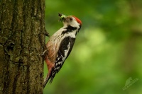 Strakapoud prostredni - Dendrocopos medius - Middle Spotted Woodpecker 3964